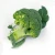 Import Sell fresh broccoli from new season of owned farm South Africa from South Africa