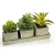 Import Set of 3 Realistic Artificial Succulent Plants Rustic Style Brown Wood Square Planter Pots / Rectangular Tray from China