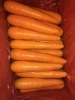 Shandong  fresh carrot harvest