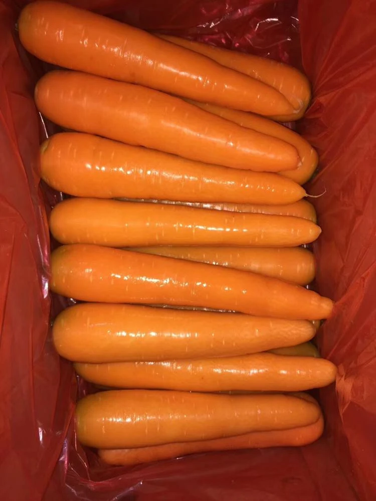 Shandong  fresh carrot harvest