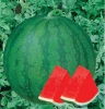 shuangxing hybrid seedless watermelon seed for planting