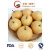 Import Super Quality Delicous Singo Pear/Huangguan Pear/Asia Pear Supplier from China
