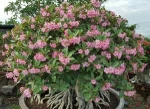 Thailand Adenium plant