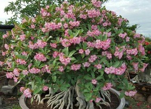 Thailand Adenium plant