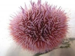 The cooled sea urchin