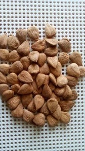 The newest crop 650grains/500g Longwang apricot kernels out of shell with excellent quality for sale