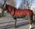 Import the newest ofHorse rug cover with neck cover from China