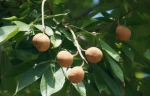 Top quality horse chestnut extract powder Aescin 20%