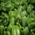 Import Top Quality Low Price FRESH CAPSICUM from China