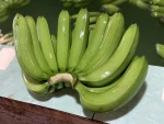 VietNam Fresh Cavendish Banana for US, Japan, EU Market ...