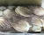 Import whole cheaned fresh octopus valguris best grade cheap from China