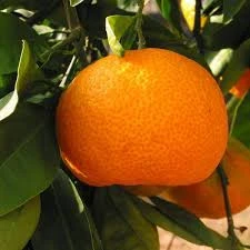 Whole sale Fresh Citrus Fruits Orange, Mandarin, Clementine for sale