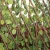 Import Wholesale Cheap Artificial Plant Leaves Fence for Garden Decoration from China