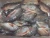 Import Wholesale Cheap Fresh WGS Frozen Tilapia Fish Good Sale Seafood from China