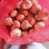wholesale yellow fresh onion