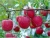 Import Xuzhou Jin Shitong fresh fuji apple with OEM quality and high levels exported for many areas from China