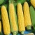 Import Yellow Maize, Dried Yellow Corn, Popcorn, White Corn Maize for Human & Animals Consumption from South Africa