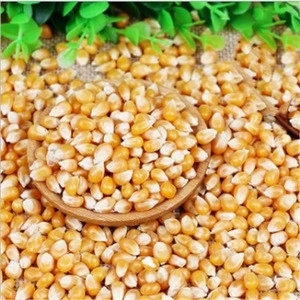 Yu mi Disease resistance high quality yellow maize corn with best price
