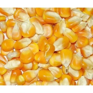 Wholesale Canadian Sweet Yellow Corn For Animal Feed and Human Consumption