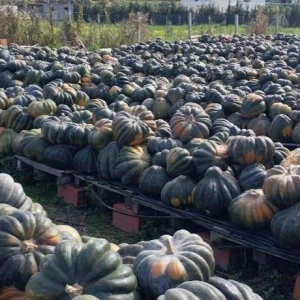 Harvested Excellence: Premium Algerian Pumpkins for Global Markets