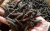 Import Long Pepper from Indonesia