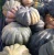 Import Harvested Excellence: Premium Algerian Pumpkins for Global Markets from Tunisia