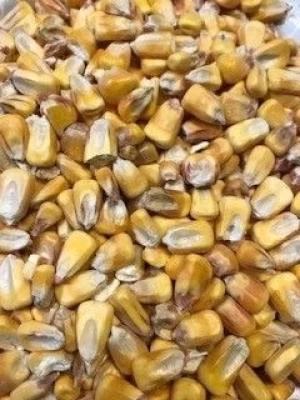 Non-GMO Corn, Wheat and Rye