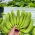 Import Fresh Cavendish bananas from South Africa