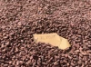 Wholesale Natural Cocoa / Organic COCOA BEANS