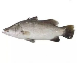 Nile Perch Fish