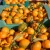 Import VALENCIA ORANGES from South Africa