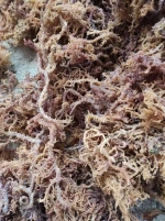 seaweed
