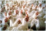 Halal Chicken Quarters, Whole Chicken, Chicken Wings, Chicken Paws, Etc