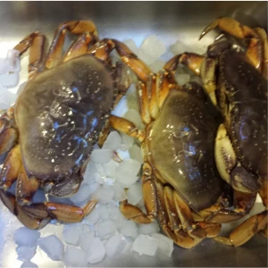 Wholesale Live Dungeness Crab For Sale/ Frozen Dungess Crab In Stock