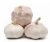 Import fresh garlic from United Kingdom