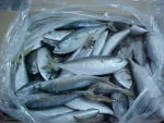 Frozen fish