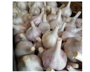 New crop normal white garlic red garlic in 10kg mesh bag