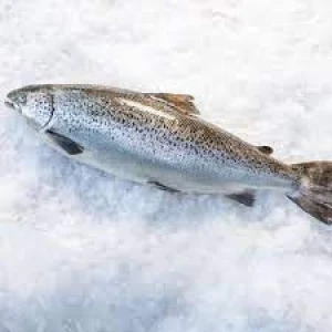 Wholesale Price Farmed Salmon Whole Frozen / Fresh Fish Bulk Stock Available For Sale