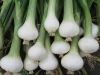Freshly harvested Bianca di Maggio Onions delivery