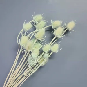 Floristic Decoration Material Dried Flower Everlasting Wild Thistles