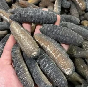 High Quality Dried Sea Cucumber