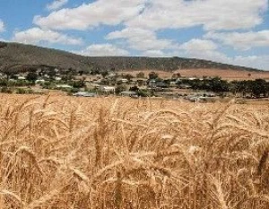 Grains, Animal Feed, Staple Agriculture