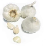 Premium Fresh Garlic For Sale Bulk Export High Quality Fresh Garlic With Strong Flavor And Natural Aroma From Farm