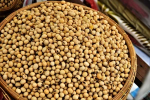 Premium Quality Soy Beans for Food & Feed Use