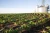 Import Premium Quality Soy Beans for Food & Feed Use from South Africa