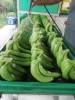 Fresh Cavendish bananas