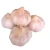 Import Fresh Garlic For Export High Quality Fresh Garlic With Pure Flavor And Natural Rich Taste For Bulk Buyers from South Africa