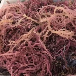 IRISH SEA MOSS