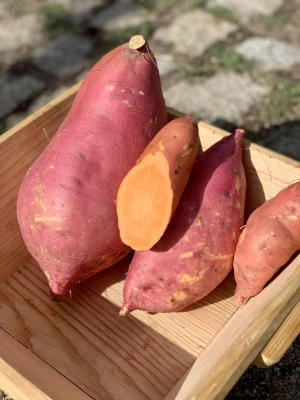 Sweet Potatoes.  Beauregard variety with orange flesh.