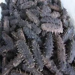 %100  High quality dried sea cucumber buyer in Canada, best price sea cucumber dried for sale/dried sea cucumber